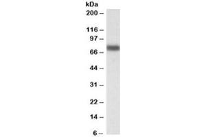 Western blot testing of HepG2 lysate with IRF2BP1 antibody at 0. (IRF2BP1 Antikörper)