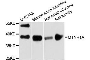 Western blot analysis of extracts of various cell lines, using MTNR1A antibody (ABIN6290605) at 1:3000 dilution. (Melatonin Receptor 1A Antikörper)