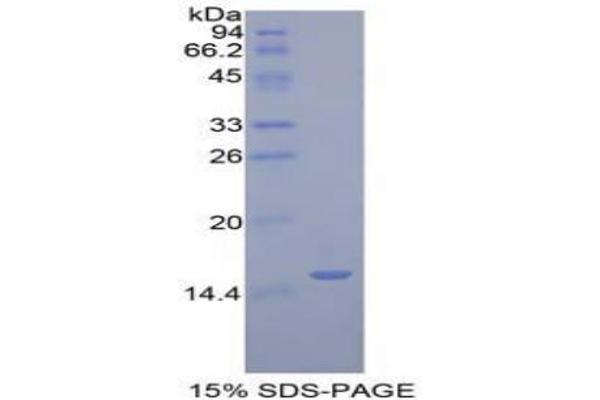 GLG1 Protein