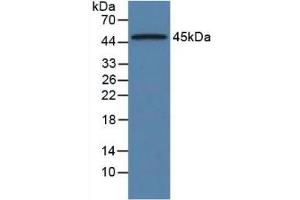 Western Blot; Sample: Rat Pancreas Tissue. (ORM1 Antikörper  (AA 19-186))