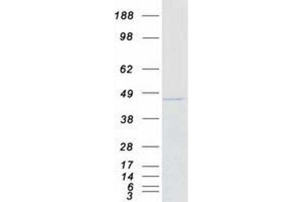 NDUFA9 Protein (Myc-DYKDDDDK Tag)