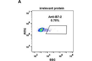 Expi 293 cell line transfected with irrelevant protein  (A) and human B7-2  (B) were surface stained with Rabbit anti-B7-2 monoclonal antibody 1 μg/mL  (clone: DM84) followed by Alexa 488-conjugated anti-rabbit IgG secondary antibody. (CD86 Antikörper  (AA 26-247))