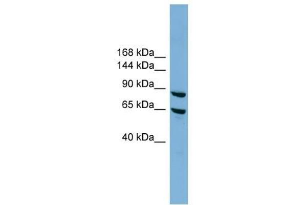 EXOC6 Antikörper  (N-Term)