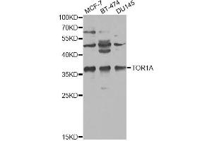 Western blot analysis of extracts of various cell lines, using TOR1A antibody. (TOR1A Antikörper)