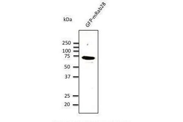 RAB28 Antikörper  (C-Term)