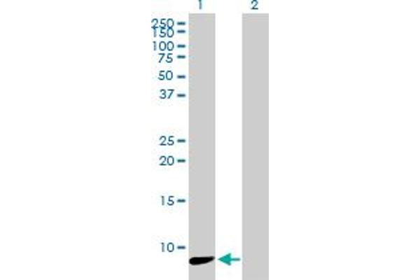 NDUFA3 Antikörper  (AA 1-84)