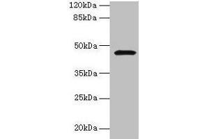 Western blot All lanes: CBLIF antibody at 2 μg/mL + Mouse stomach tissue Secondary Goat polyclonal to rabbit IgG at 1/10000 dilution Predicted band size: 46, 43 kDa Observed band size: 46 kDa (CBLIF (AA 19-417) Antikörper)
