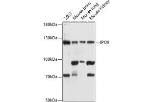 Western blot analysis of extracts of various cell lines, using IPO9 antibody  at 1:3000 dilution. (Importin 9 Antikörper  (AA 827-1041))