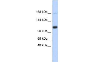 WB Suggested Anti-SR140 Antibody Titration:  0. (SR140 Antikörper  (Middle Region))