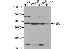 Western blot analysis of extracts of various cell lines, using HSF2 antibody. (HSF2 Antikörper)