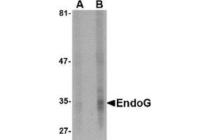 Western Blotting (WB) image for anti-Endonuclease G (ENDOG) antibody (ABIN1031749) (Endonuclease G Antikörper)