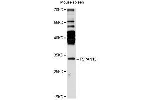 Western blot analysis of extracts of mouse spleen, using TSPAN15 antibody (ABIN6291624) at 1:3000 dilution. (Tetraspanin 15 Antikörper)