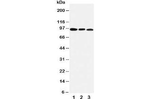 Western blot testing of AHR antibody and mouse samples:  1. (Aryl Hydrocarbon Receptor Antikörper  (C-Term))