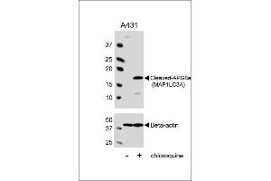 Western Blotting (WB) image for anti-Microtubule-Associated Protein 1 Light Chain 3 alpha (MAP1LC3A) (AA 89-120), (cleaved) antibody (ABIN388483)