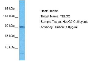 Host: Rabbit Target Name: TELO2 Sample Type: HepG2 Whole Cell lysates Antibody Dilution: 1. (TELO2 Antikörper  (C-Term))