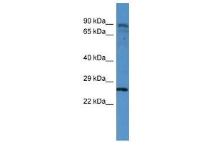 CLTB antibody used at 0. (CLTB Antikörper  (C-Term))