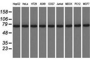 Western blot analysis of extracts (35 µg) from 9 different cell lines by using anti-KBTBD7 monoclonal antibody. (KBTBD7 Antikörper)