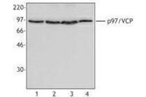 Western Blotting (WB) image for anti-Valosin Containing Protein (VCP) antibody (ABIN2666418) (VCP Antikörper)