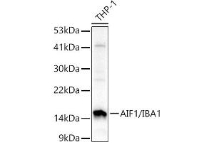 Western blot analysis of extracts of THP-1 cells, using /IB antibody (2391) at 1:1000 dilution. (Iba1 Antikörper  (AA 1-147))