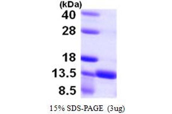 S100A16 Protein (AA 1-103) (His tag)