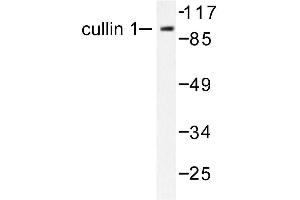 Image no. 1 for anti-Cullin 1 (CUL1) antibody (ABIN265375) (Cullin 1 Antikörper)