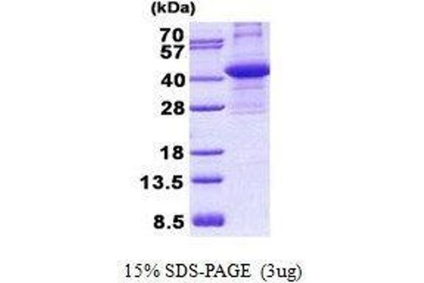 CIAPIN1 Protein