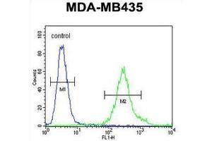 Flow Cytometry (FACS) image for anti-F-Box and Leucine-Rich Repeat Protein 2 (FBXL2) antibody (ABIN3002209) (FBXL2 Antikörper)