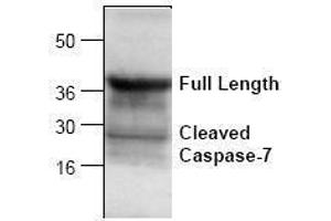 Image no. 1 for anti-Caspase 7, Apoptosis-Related Cysteine Peptidase (CASP7) (Cleavage Site) antibody (ABIN127023) (Caspase 7 Antikörper  (Cleavage Site))