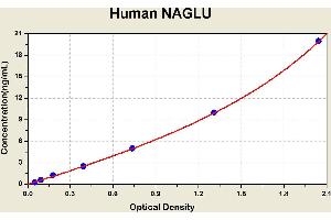 Diagramm of the ELISA kit to detect Human NAGLUwith the optical density on the x-axis and the concentration on the y-axis. (N-Acetyl alpha-D-Glucosaminidase ELISA Kit)