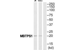 Western Blotting (WB) image for anti-Membrane-Bound Transcription Factor Peptidase, Site 1 (MBTPS1) (C-Term) antibody (ABIN1851539) (MBTPS1 Antikörper  (C-Term))