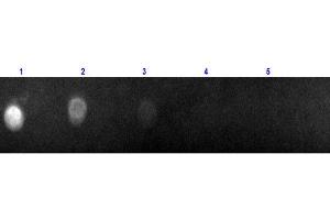 Dot Blot (DB) image for Rabbit anti-Goat IgG (Heavy & Light Chain) antibody (Texas Red (TR)) - Preadsorbed (ABIN1044018)