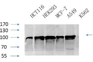 Western Blot analysis of HCT116 (1), HEK293 (2), MCF-7 (3), A594 (4), K562 (5), diluted at 1:1000. (Calnexin Antikörper)