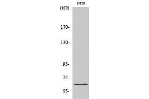 Western Blotting (WB) image for anti-c-Fos (c-Fos) (Ser387) antibody (ABIN3183883) (c-FOS Antikörper  (Ser387))