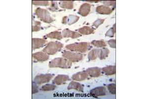 USP29 Antibody immunohistochemistry analysis in formalin fixed and paraffin embedded human skeletal muscle followed by peroxidase conjugation of the secondary antibody and DAB staining. (USP29 Antikörper  (AA 660-690))