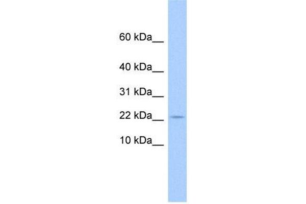 GOLGA7B Antikörper  (N-Term)