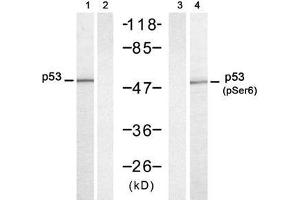 Western blot analysis of extracts from HT-29 cells untreated or treated with UV (20min), using p53 (Ab-6) antibody (E021083, Lane 1 and 2) and p53 (phospho-Ser6) antibody (E011092, Lane 3 and 4) (p53 Antikörper  (pSer6))