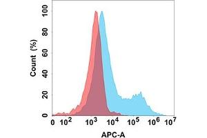 Flow cytometry analysis with Anti-CD37 (DM166) on Expi293 cells transfected with human CD37 (Blue histogram) or Expi293 transfected with irrelevant protein (Red histogram). (CD37 Antikörper  (AA 112-241))