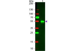 Western Blot of Donkey anti-Rabbit IgG Pre-Absorbed Rhodamine Conjugated Secondary Antibody. (Esel anti-Kaninchen IgG (Heavy & Light Chain) Antikörper (TRITC) - Preadsorbed)