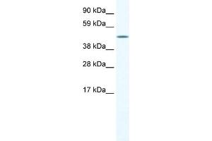 WB Suggested Anti-A830039H10RIK Antibody Titration:  1. (A830039H10RIK (C-Term) Antikörper)