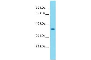 Western Blotting (WB) image for anti-Olfactory Receptor 3 (OLFR3) (Middle Region) antibody (ABIN2449820) (OLFR3 Antikörper  (Middle Region))