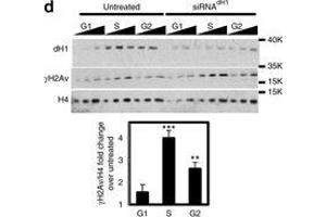 Western Blotting (WB) image for anti-HIS2AV (pSer137) antibody (ABIN129671)