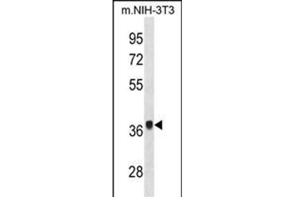 FGF8 Antikörper  (N-Term)