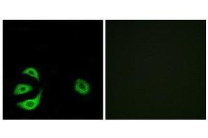 Immunofluorescence (IF) image for anti-Acyl-CoA Thioesterase 8 (ACOT8) (Internal Region) antibody (ABIN1850687) (ACOT8 Antikörper  (Internal Region))