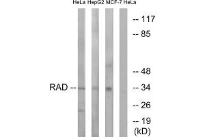 Western blot analysis of extracts from HeLa cells, HepG2 cells and MCF-7 cells, using RAD antibody. (RRAD Antikörper  (Internal Region))