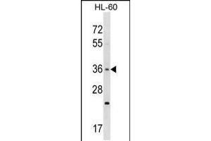 Western blot analysis in HL-60 cell line lysates (35ug/lane). (TAS2R7 Antikörper  (C-Term))