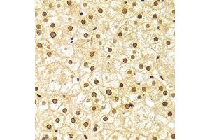 Immunohistochemistry (IHC) image for anti-Lamin A/C (LMNA) (AA 403-572) antibody (ABIN3020785)