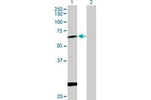 Western Blot analysis of CPNE1 expression in transfected 293T cell line by CPNE1 MaxPab polyclonal antibody. (CPNE1 Antikörper  (AA 1-537))