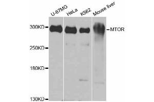 Western blot analysis of extracts of various cell lines, using MTOR antibody (ABIN5997746) at 1/1000 dilution. (MTOR Antikörper)