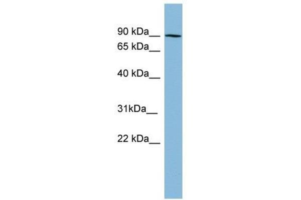 Pkc beta 1 Antikörper  (N-Term)