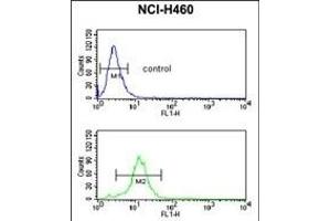 C Antibody (C-term) 799b flow cytometric analysis of NCI- cells (bottom histogram) compared to a negative control cell (top histogram). (PPAP2C Antikörper  (C-Term))